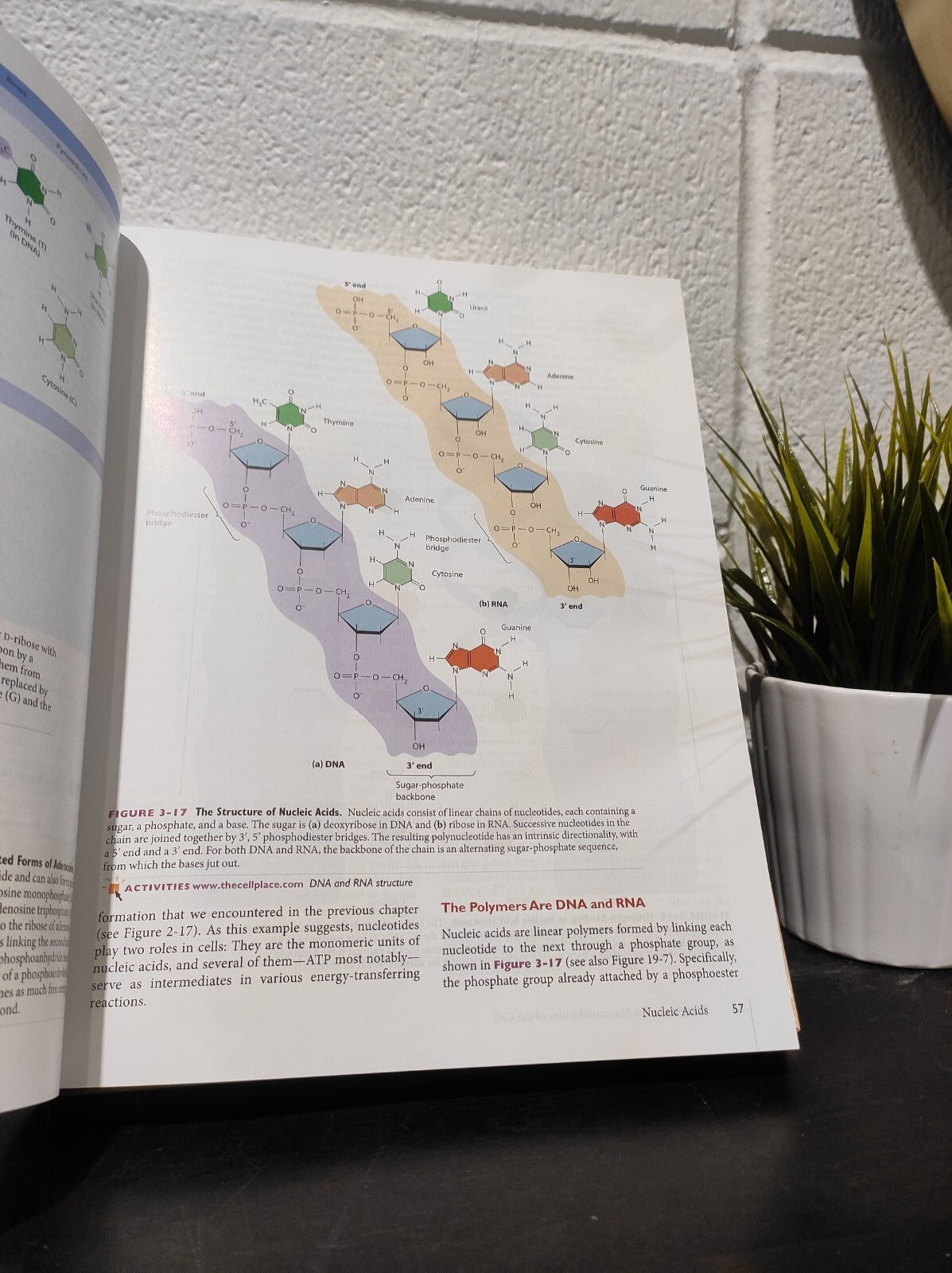 Becker's World of the Cell by Gregory Paul Bertoni, Lewis J. Kleinsmith and Jeff