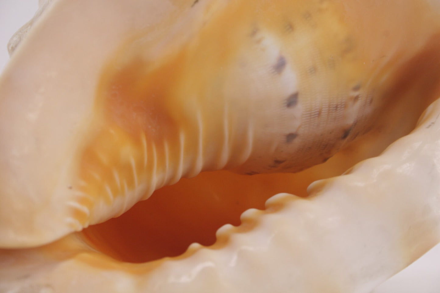 Massive Conch shell 3.9 lbs - 9.5" x 7"