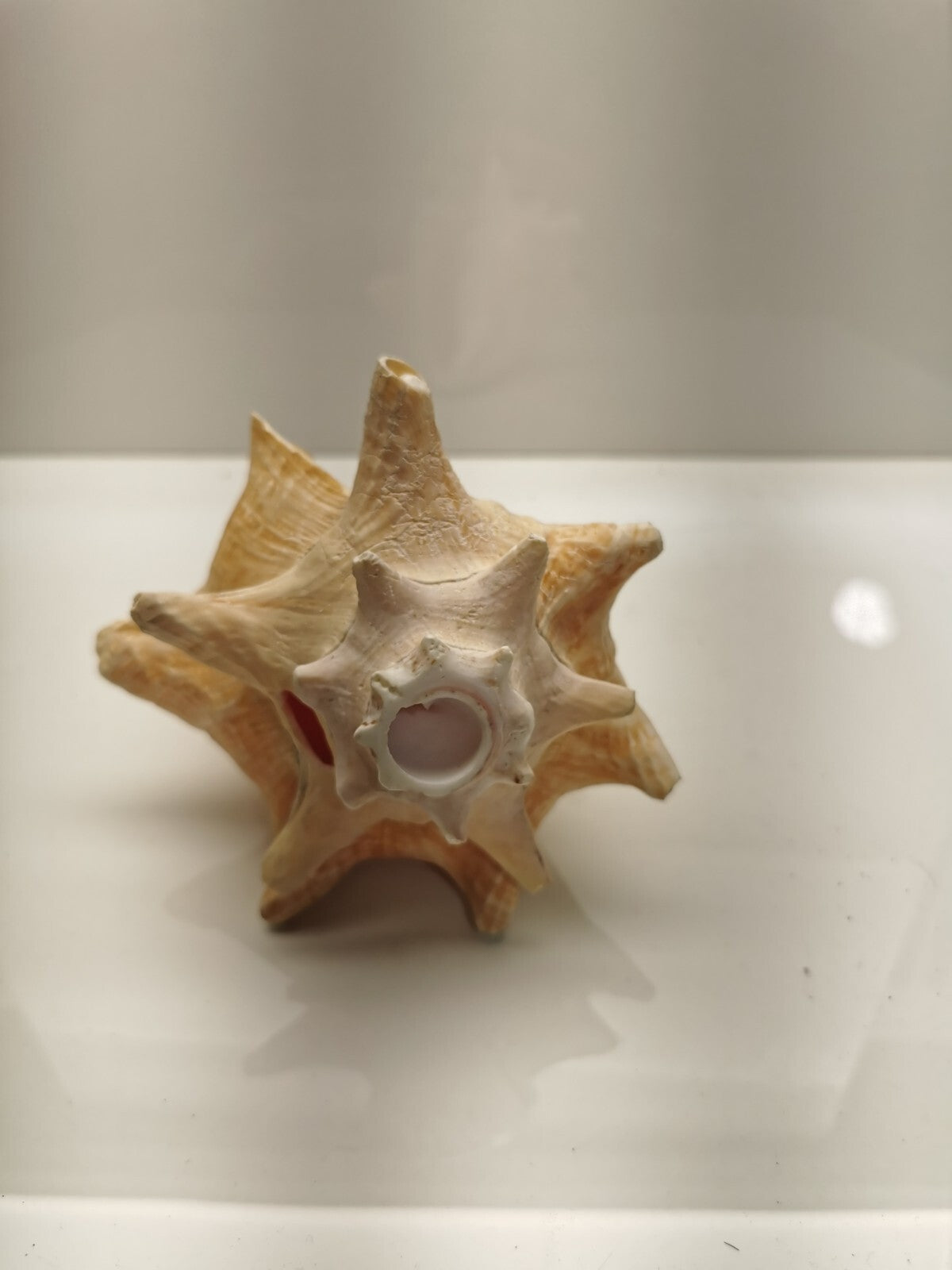 Beautiful Conch Shell 9 X 6
