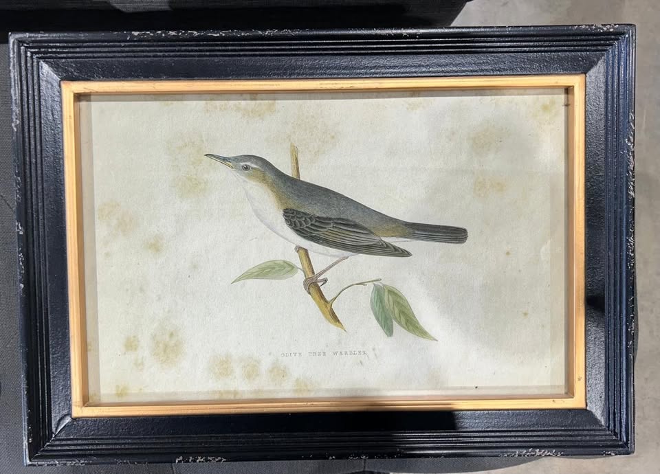 Set of Two Framed Bird Prints