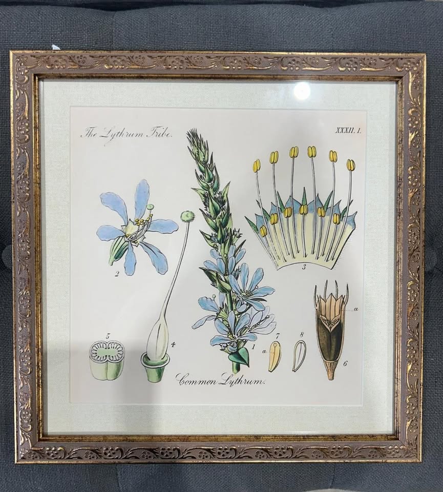 Pair of Botanical Prints in Ornate Frames