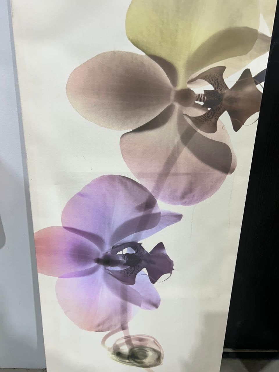 Orchid Canvas Wall Art