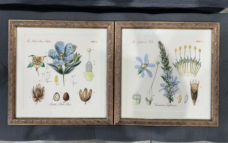 Pair of Botanical Prints in Ornate Frames