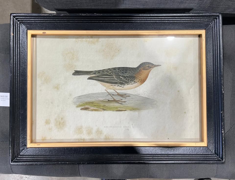 Set of Two Framed Bird Prints