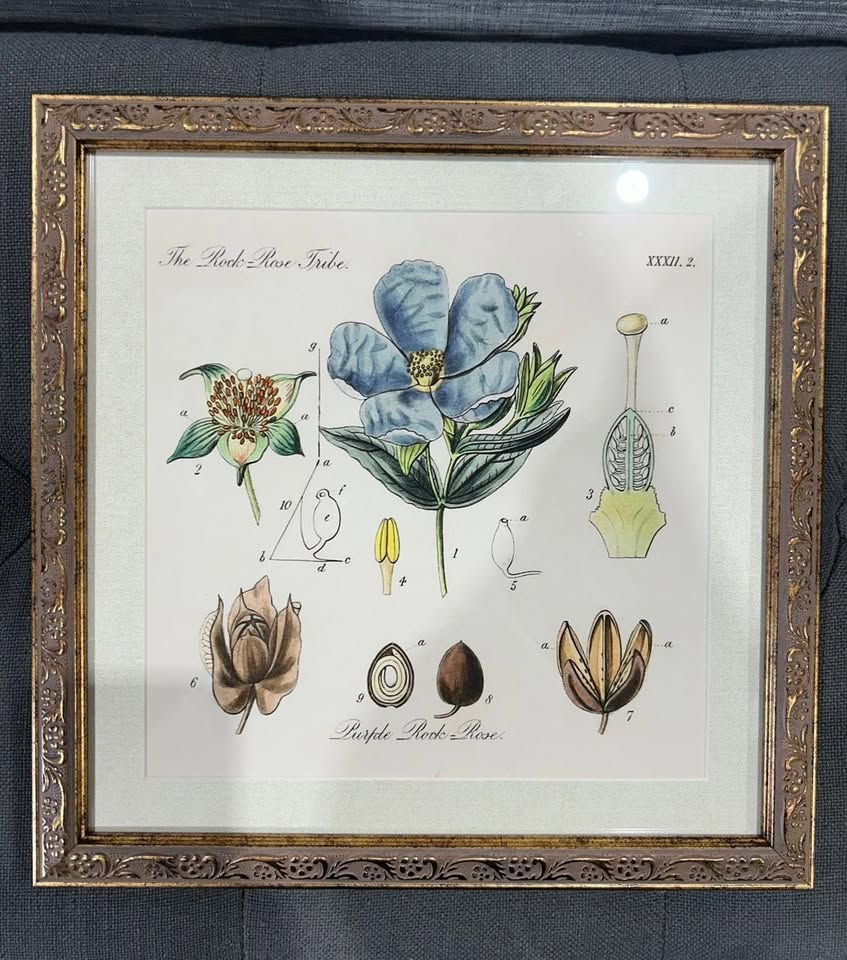 Pair of Botanical Prints in Ornate Frames