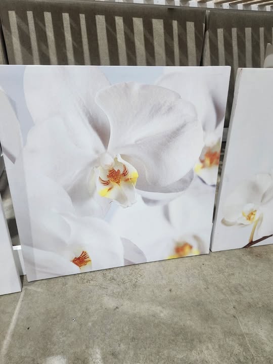 Set of 3 Ikea PJÄTTERYD white orchid canvas wall art