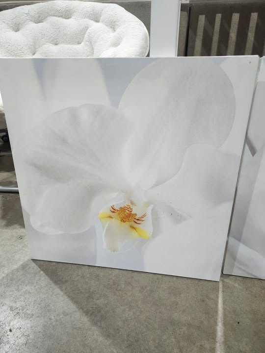 Set of 3 Ikea PJÄTTERYD white orchid canvas wall art