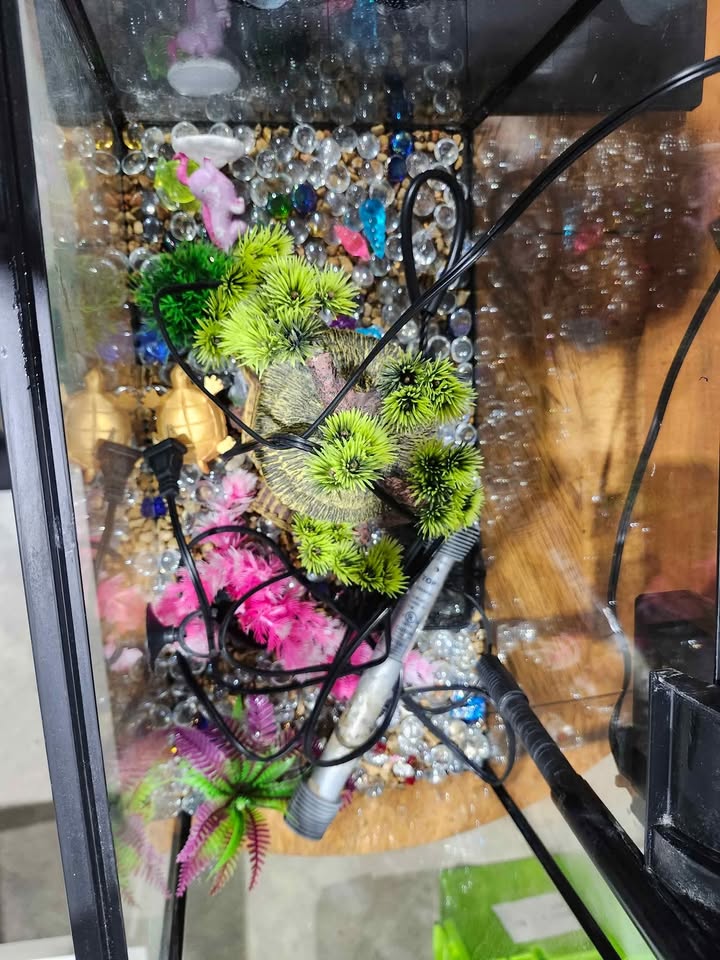 10 Gallon Fish Tank with Accessories