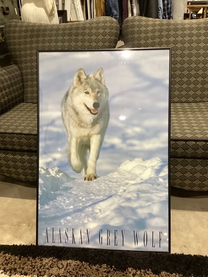 Alaskan Grey Wolf Framed Print