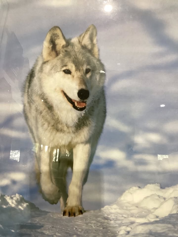 Alaskan Grey Wolf Framed Print