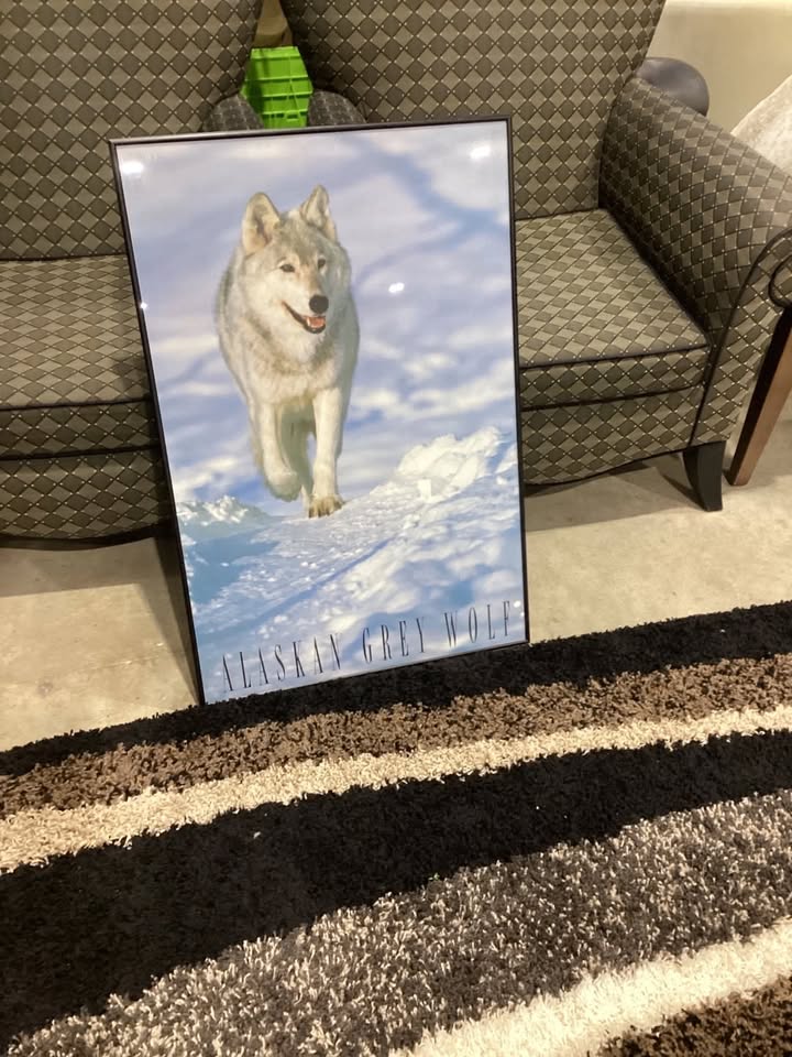 Alaskan Grey Wolf Framed Print