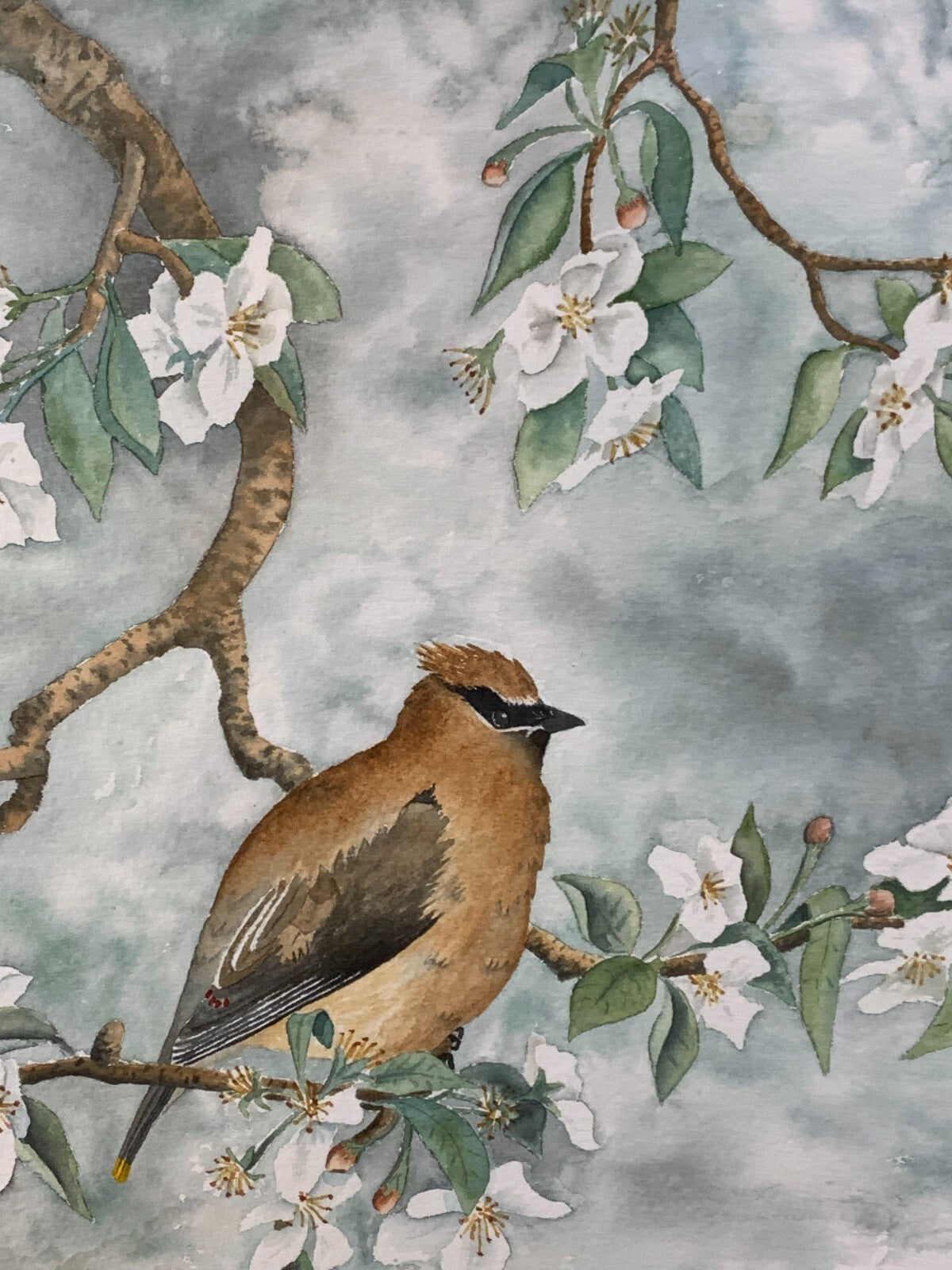 Tranquil Cedar waxwing Wall Art By Cofin Brookes