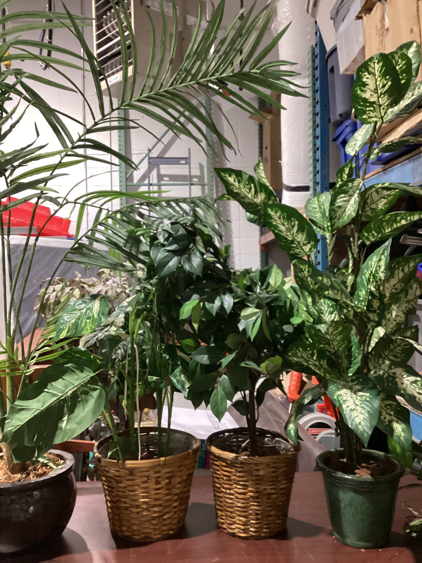 Indoor Plants