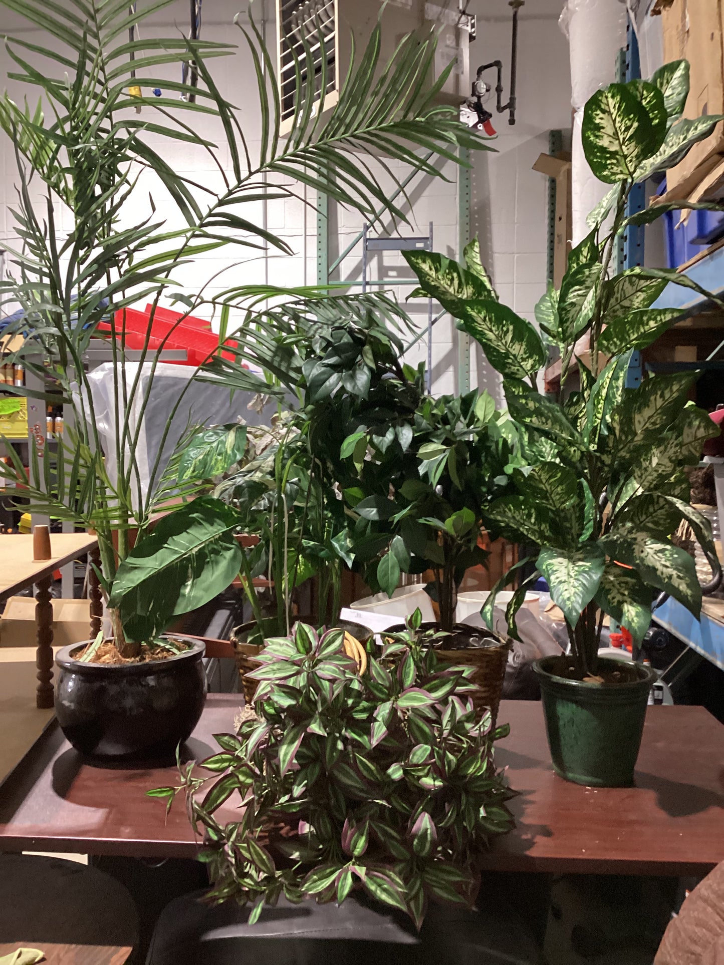 Indoor Plants