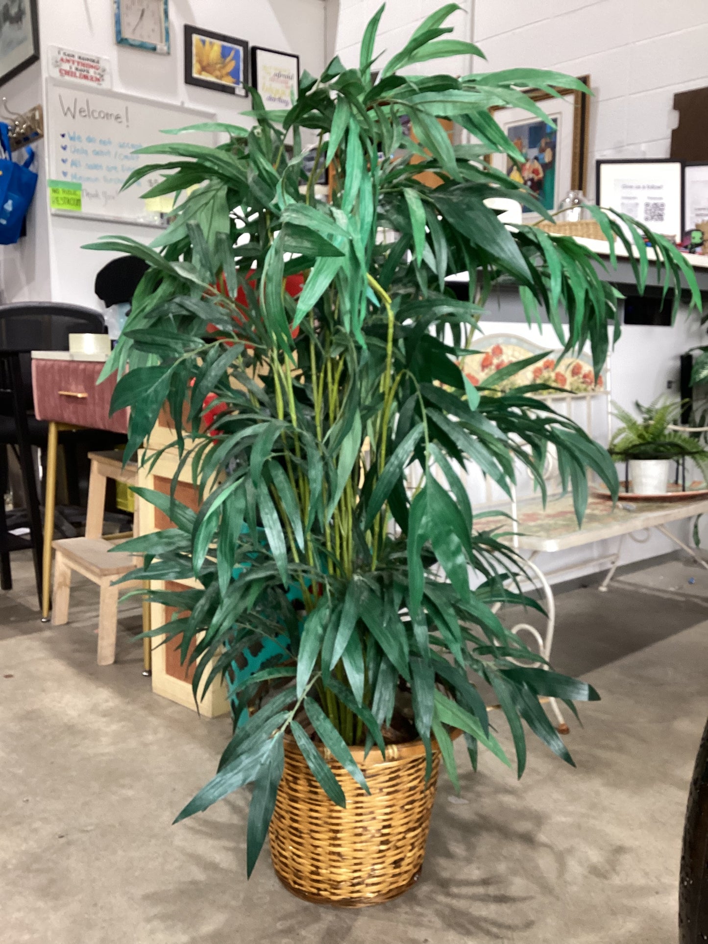 Indoor Plants