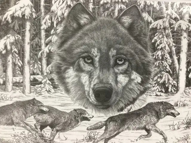Framed Wolf Print by Bernie Brown