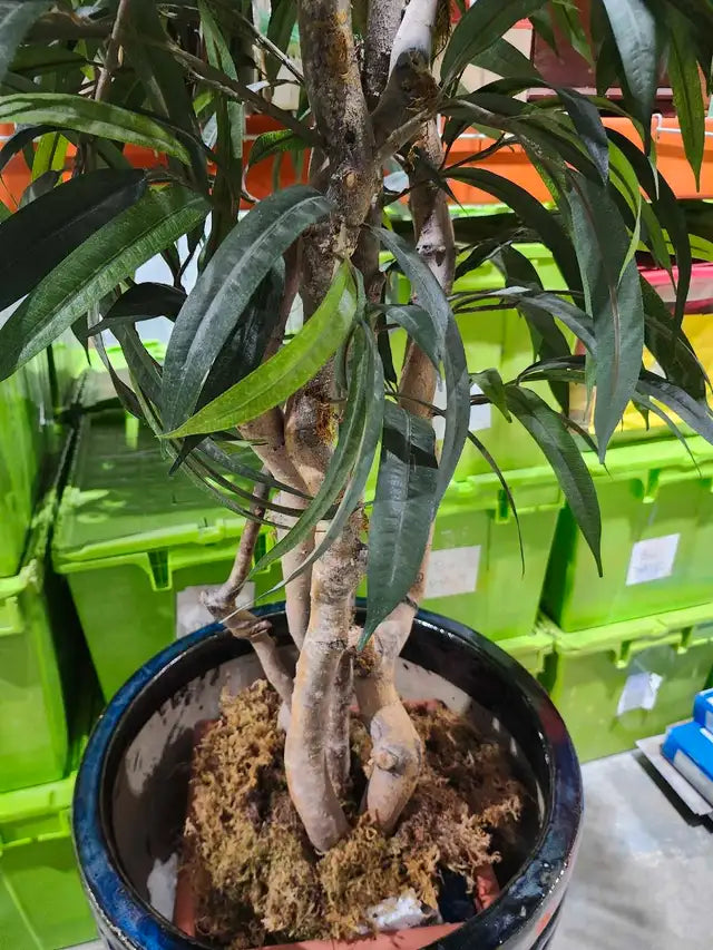 Faux Tree with Large Plant Pot