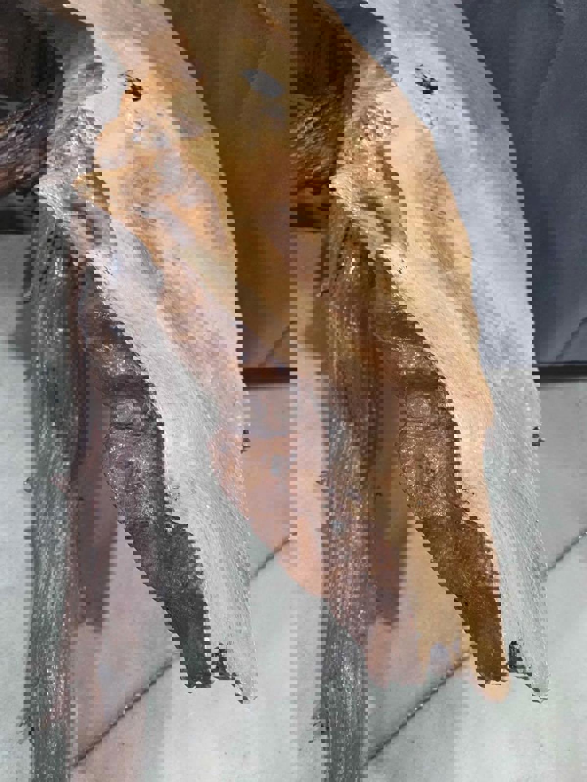 Handcrafted Live Edge Root Coffee Table – One of a Kind