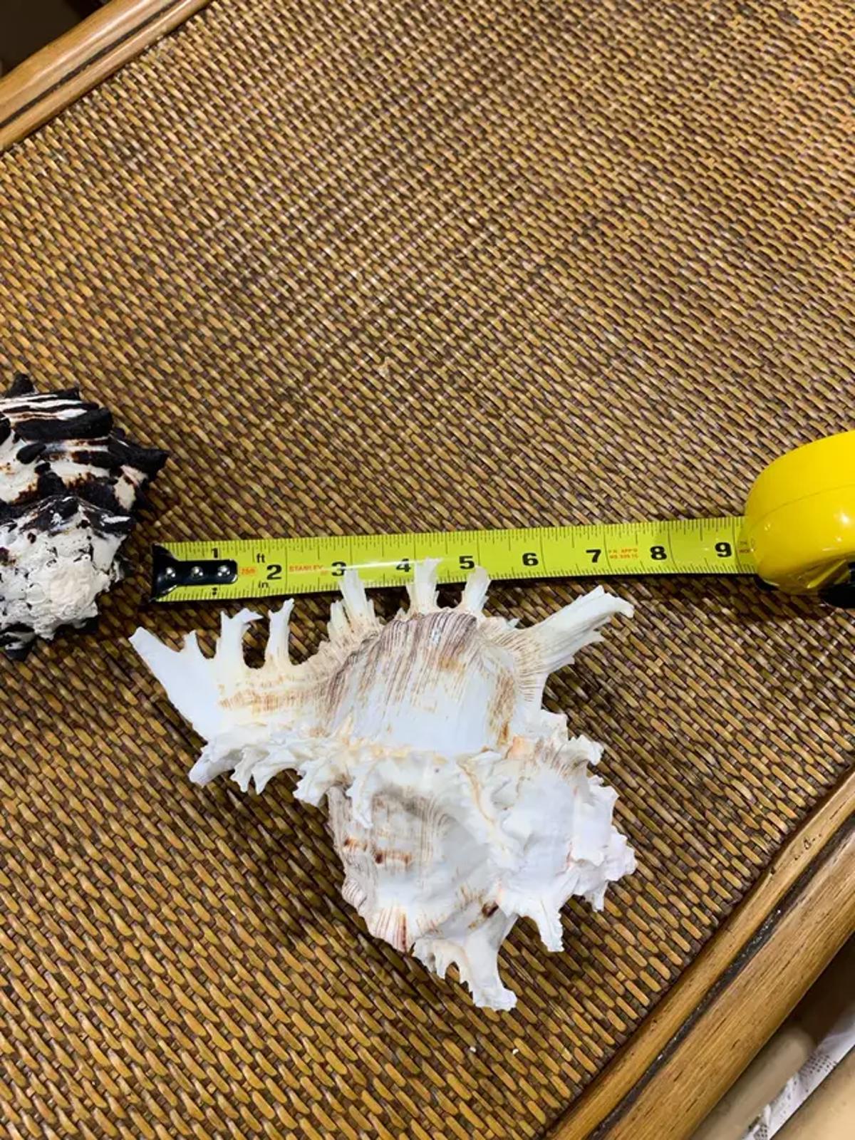 Large Seashells