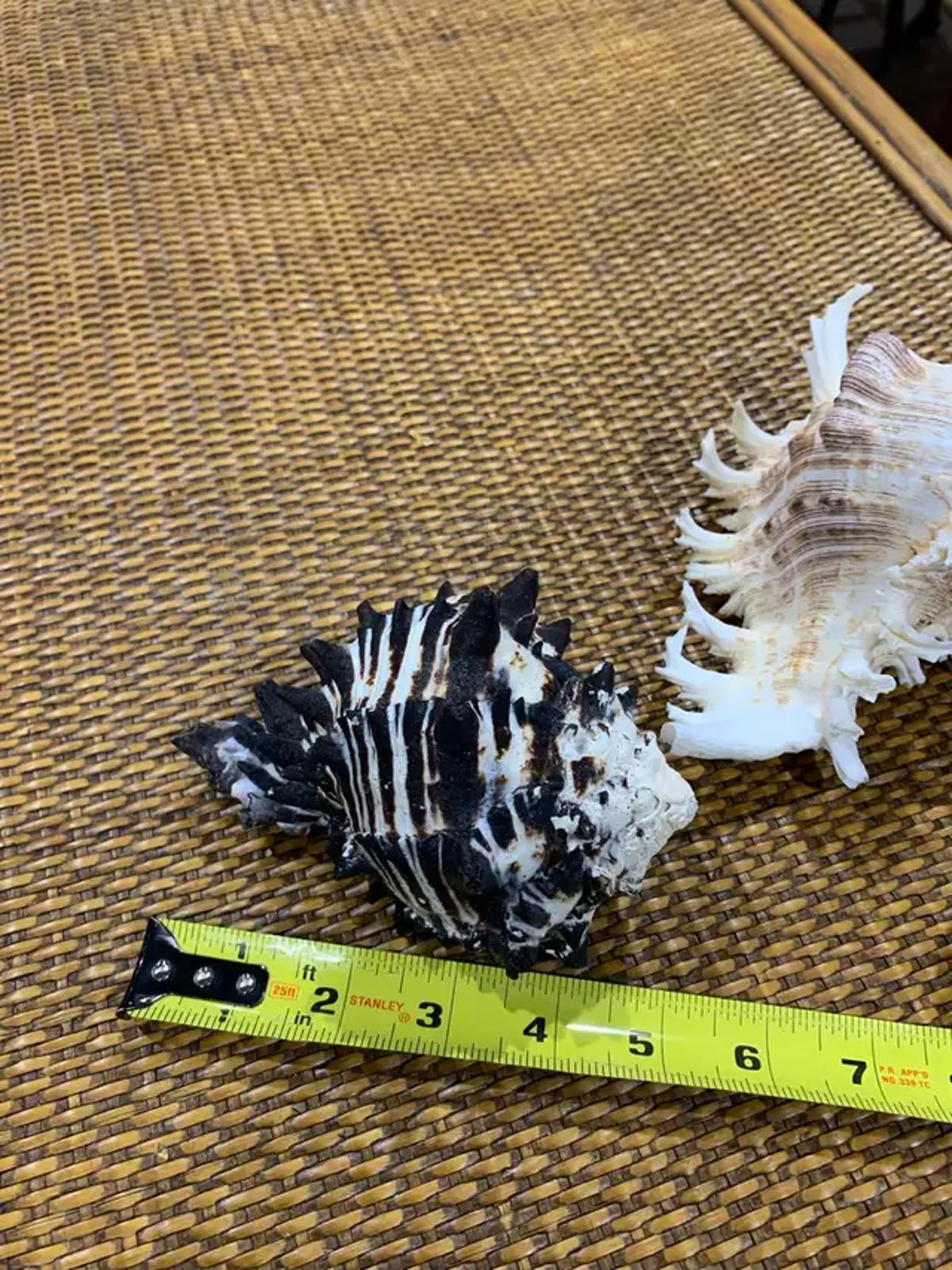 Large Seashells