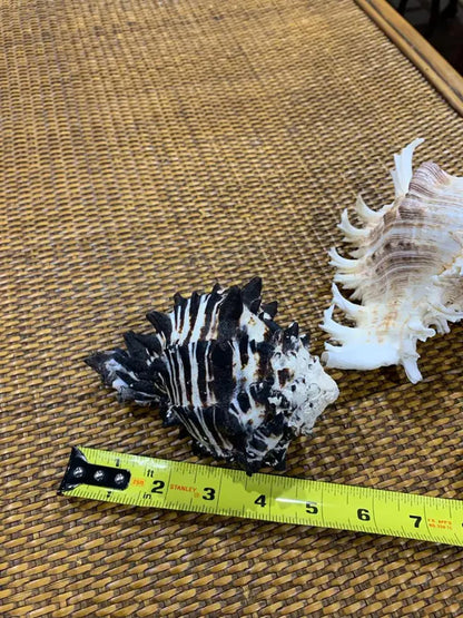 Large Seashells