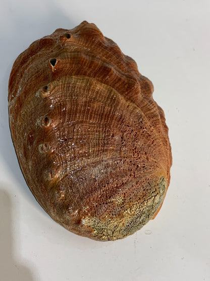 Vintage Iridescent Shell Trinket Dish