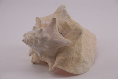 Conch Shell - 1.8 lbs - 5" x 6"