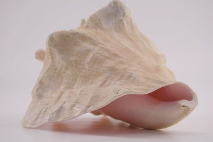 Conch Shell - 1.8 lbs - 5" x 6"