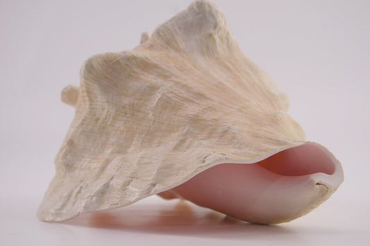 Conch Shell - 1.8 lbs - 5" x 6"