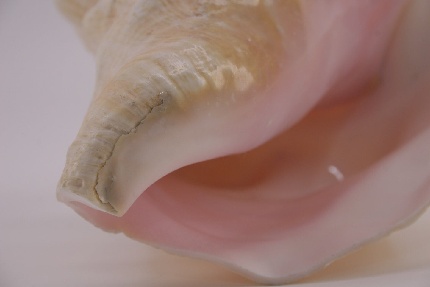 Conch Shell - 1.8 lbs - 5" x 6"