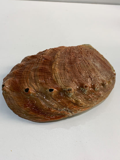 Vintage Iridescent Shell Trinket Dish