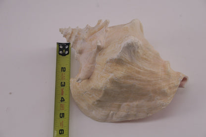 Conch Shell - 1.8 lbs - 5" x 6"