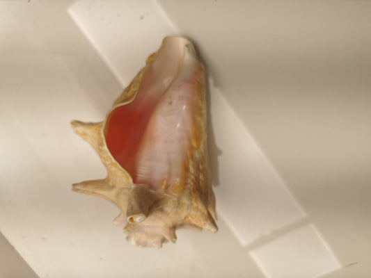 Beautiful Conch Shell 9 X 6