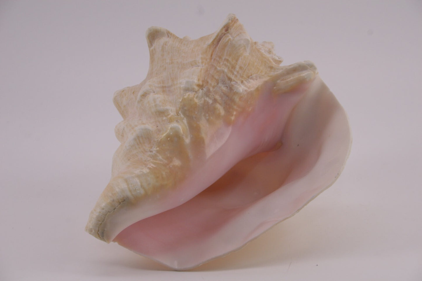Conch Shell - 1.8 lbs - 5" x 6"