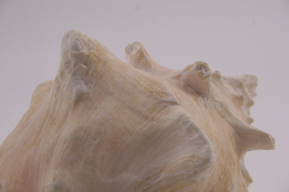 Conch Shell - 1.8 lbs - 5" x 6"