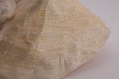 Conch Shell - 1.8 lbs - 5" x 6"