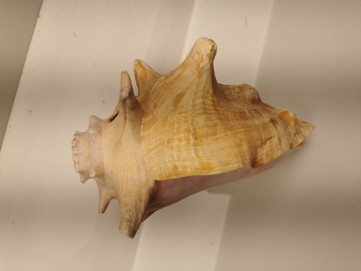 Beautiful Conch Shell 9 X 6