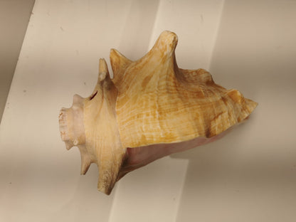 Beautiful Conch Shell 9 X 6