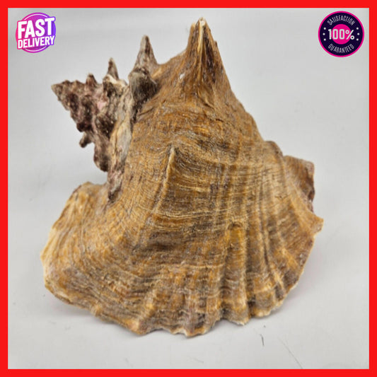 Large 9.5 x 7.5ìn Horned Conch Sea Shell Decor