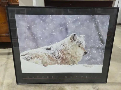 Nature's Wonders Wolf Photograph