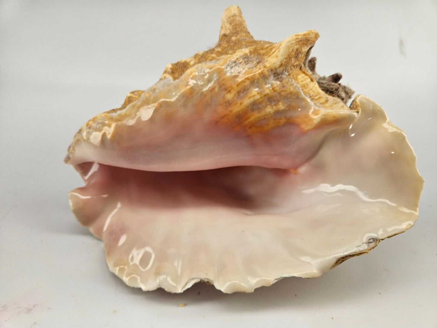 Large 9.5 x 7.5ìn Horned Conch Sea Shell Decor