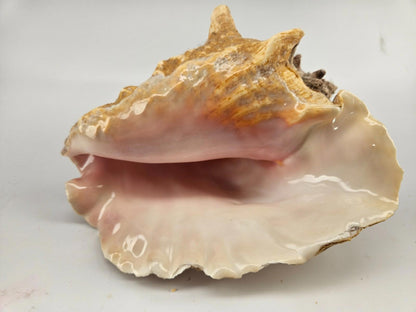 Large 9.5 x 7.5ìn Horned Conch Sea Shell Decor
