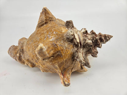 Large 9.5 x 7.5ìn Horned Conch Sea Shell Decor