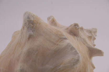 Conch Shell - 1.8 lbs - 5" x 6"