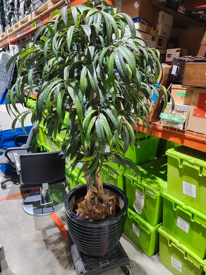 Faux Tree with Large Plant Pot