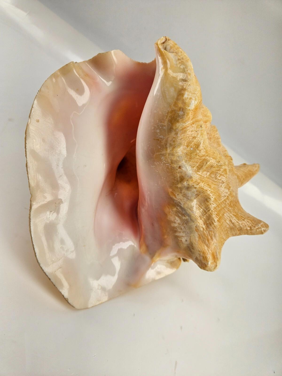 Grande décoration d'intérieur coquillage Conc 8"