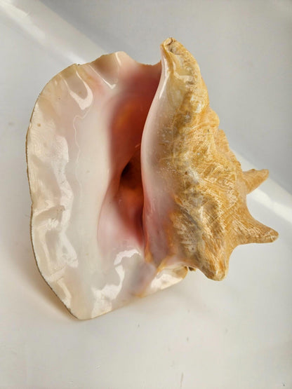 Large Conc Seashell Home Decor 8"