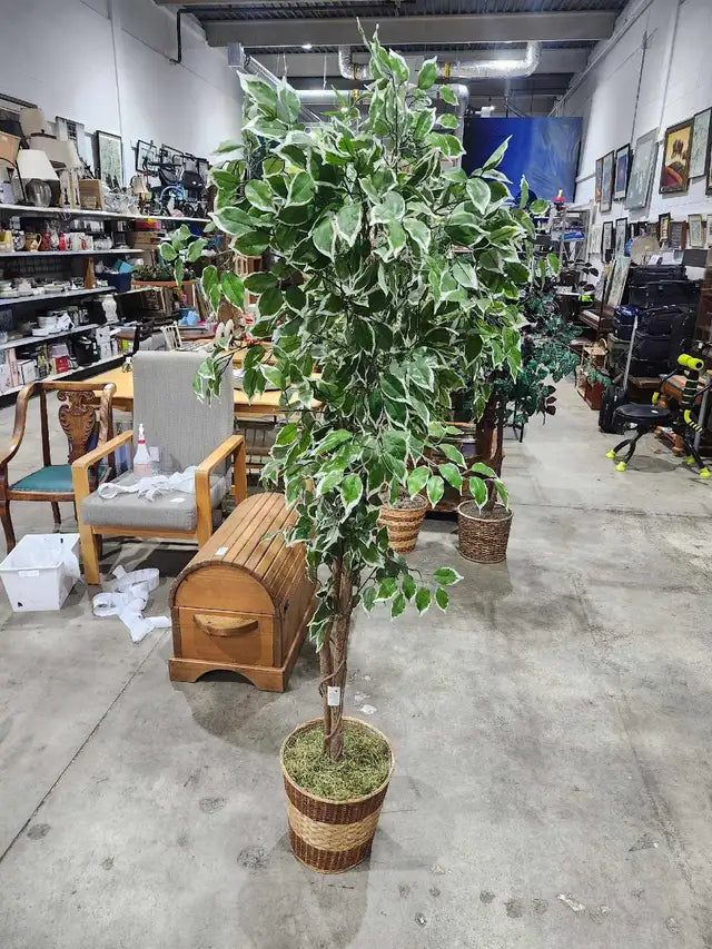 6ft Faux Ficus Tree