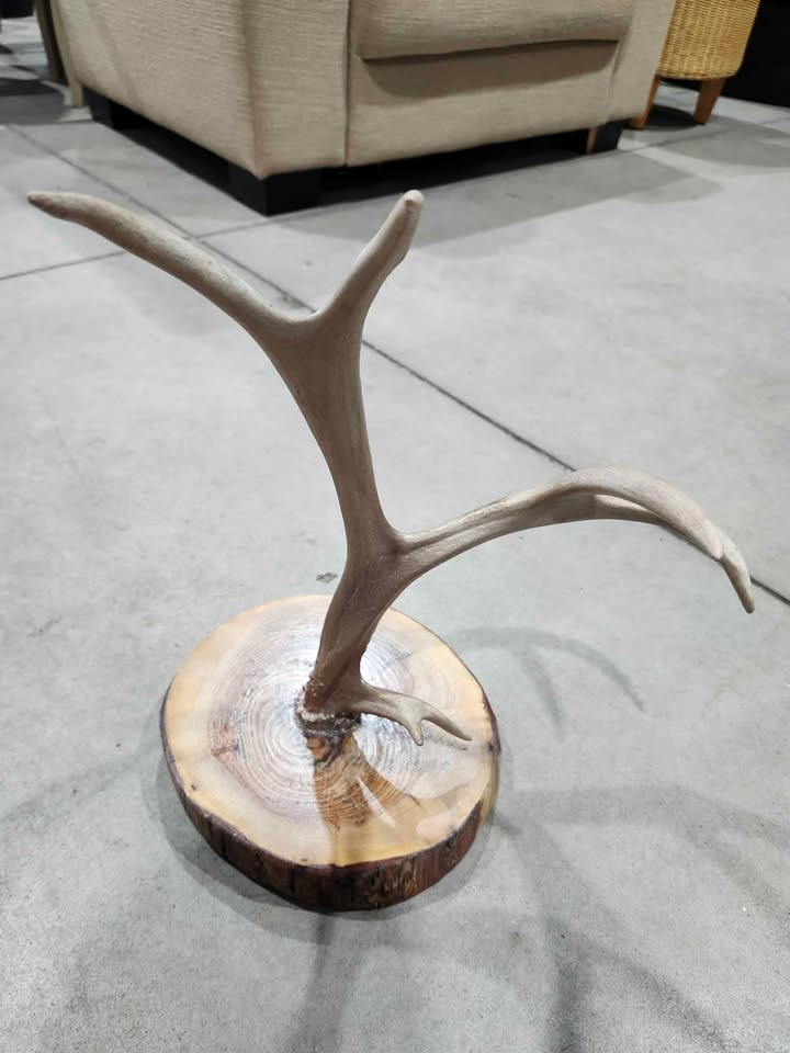 Ornamental Deer Antler Jewelry Stand Holder with Natural Wooden Base