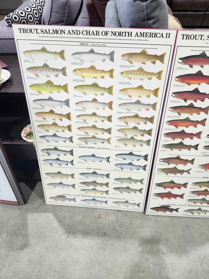 Warmwater GameFish Wooden Poster Identification Chart - 2 Available